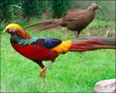 Le faisan ne trouve plus sa maison !