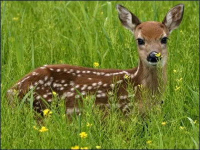 La faon cherche sa grand-mère, vieille et stérile !