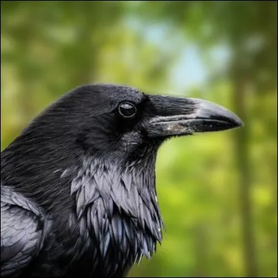 Le corbeau veut retrouver sa voix !