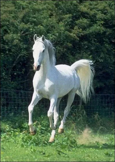 La jument cherche son bébé de moins de six mois !