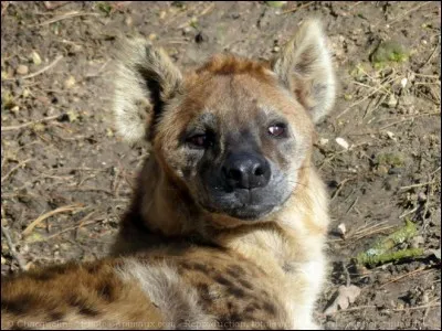 Quand à la hyène, pour commenter vos scores, elle veut retrouver sa voix !