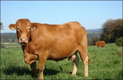 La vache a perdu sa maison !
