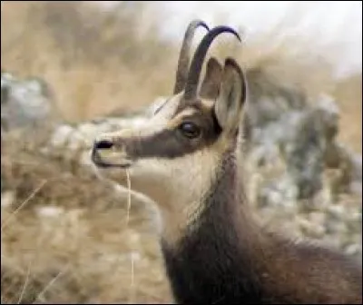 Le chamois a perdu son fils âgé de 18 mois, aidez-le à le retrouver !