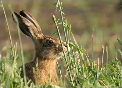 Aidez le lièvre à retrouver son cri !