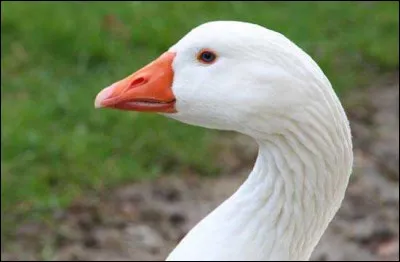 Le jars ne trouve plus son fils !