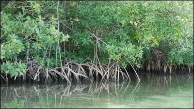 Que ce soit dans les films, documentaires, ou sur place, vous avez pu voir ce type de végétation, un seul des trois pays ci-dessous peut l'accueillir !