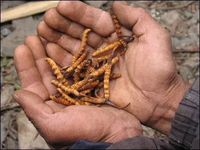 Le cordyceps est un petit champignon qui parasite les insectes et les araignées, il en existe d'innombrables sous-espèces, mais seules quelques-unes sont utilisées en pharmacie, choisissez le bon pays !