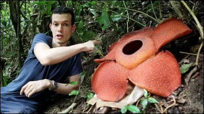 Elle n'a ni tige, ni feuilles, ni racines, la rafflesia est la plus grande fleur du monde, reste à savoir dans quel pays on la trouve !