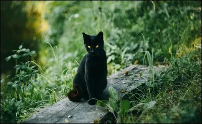 Comment dit-on "chat noir" en anglais ?