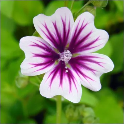 Comment dit-on "fleur" en italien ?