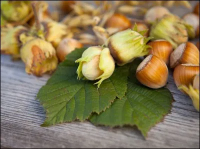 Comment dit-on "noisette" en russe ?