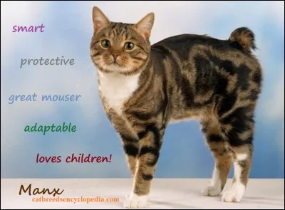 Le chat Manx est...