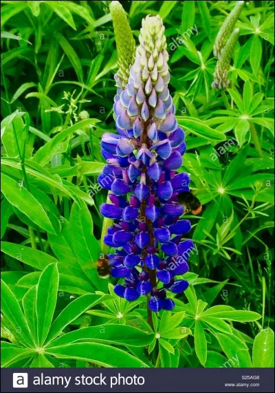 Le 19 juillet, on fête la saint...