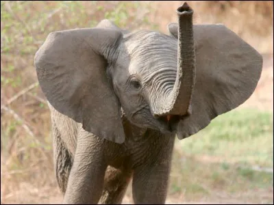 Combien de temps l'éléphante (maman éléphant) garde-t-elle son bébé dans son ventre ?