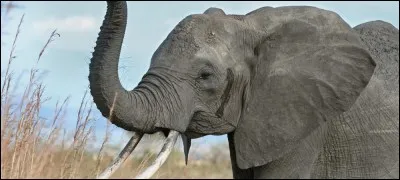 De quelle famille font partie les éléphants ?