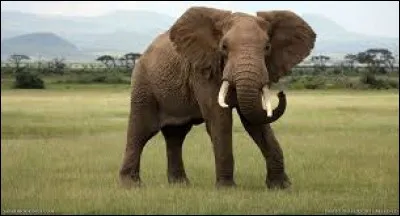 Comment sont les éléphants d'Asie, comparés aux autres ?