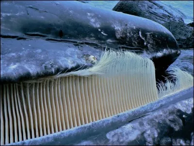 Comment appelle-t-on les dents de la baleine ?