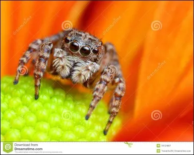 De quelle famille est l'araignée ?