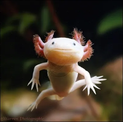 Quelle est la principale particularité de l'axolotl ?