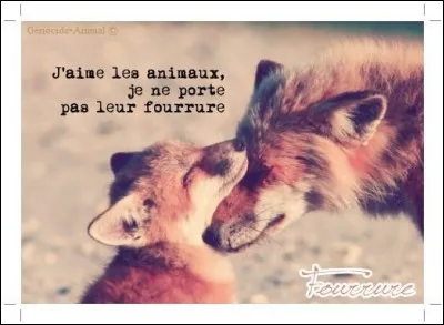 Combien de renards faut-il pour le bord d'une seule capuche ?