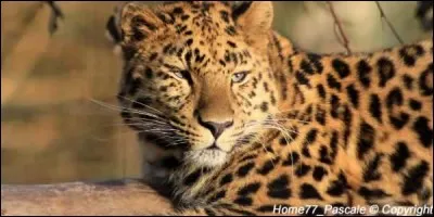 Combien reste-t-il de panthères de l'Amour à l'état sauvage ?