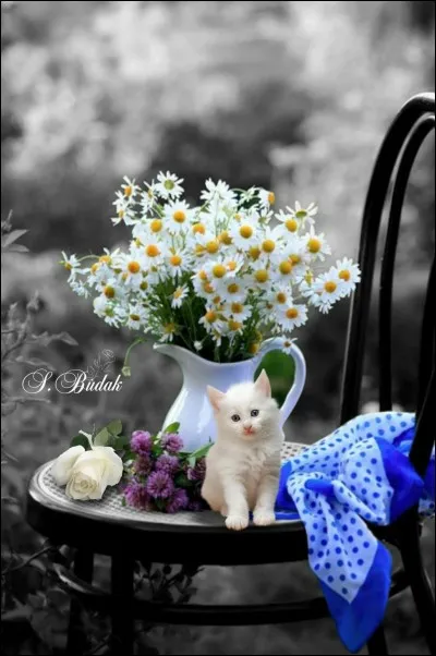 Trouvez le titre du livre pour enfants, de Chris Haughton dont je vous fais un petit résumé : Un bébé chouette dort avec sa maman, mais il tombe du nid... Où est passée sa maman ? se demande-t-il...