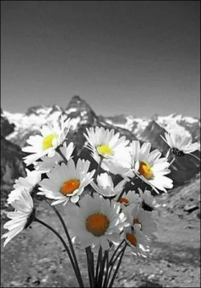 Qui chantait "Il n'ira pas beaucoup plus loin, la nuit viendra bientôt, il voit là-bas dans le lointain les neiges...."