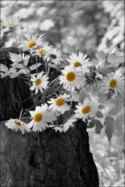 Qui chantait "J'ai jamais su dire je t'aime" ?