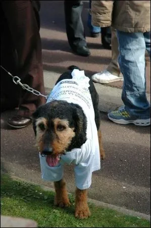 Ce chien est-il habill ?