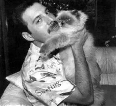 Ce bon gros chat au masque de siamois se trouve embrassé par le moustachu à la voix d'or... ?