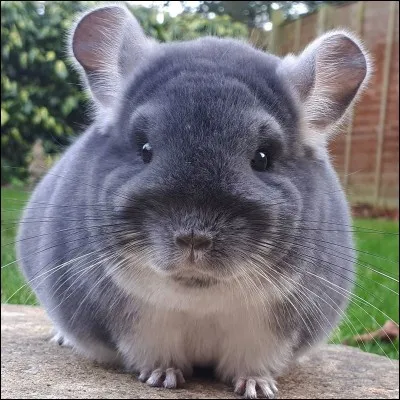 Comment s'appelle cet animal, un des plus gros rongeurs ?