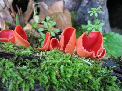 Sarcoscypha coccinea est connu sous plusieurs noms. Lequel n'en est pas un ?