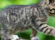 Quiz Dans la peau des animaux !