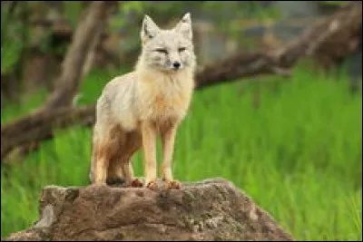 Connaissance - Me reconnaissez-vous ? Moi, avec ma belle fourrure.