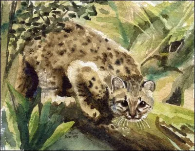 Charade - Mon premier est la première syllabe du nom de cet animal : "kodkod". (Retirez la dernière lettre de la syllabe.)
Mon second est la première lettre de l'alphabet. 
Mon troisième est un déterminant.
Quant à mon tout, vous l'avez sans doute déjà deviné !