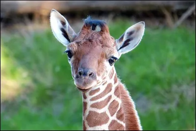 Connaissance - Les girafes sont les plus hauts animaux terrestres vivants.
