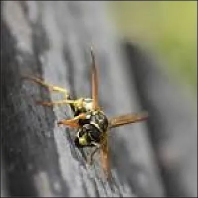 Charade - Mon premier se trouve dans le mot "xylophone". 
Mon deuxième est une récompense. 
Mon troisième est une note de la gamme de do.
Mon quatrième est la première personne du singulier. 
Mon tout est un insecte.