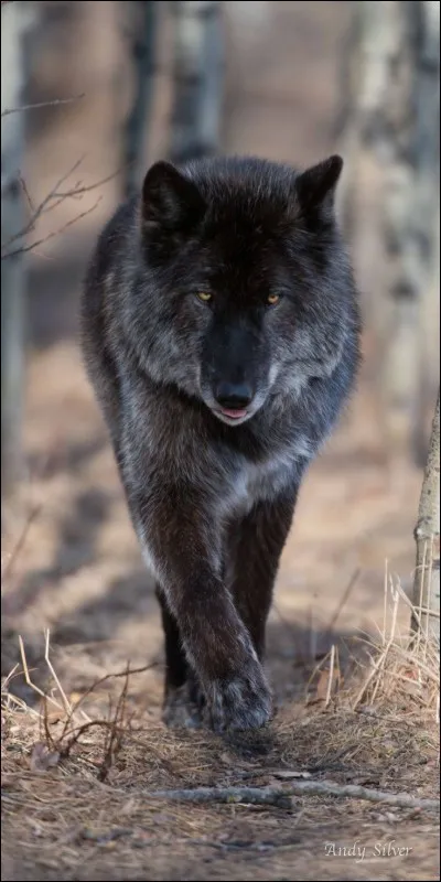 Connaissance - Qu'est-ce qu'un loup de mer ?