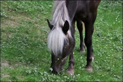 Quelle robe contient 3 couleurs de poils diff&eacute;rentes ?