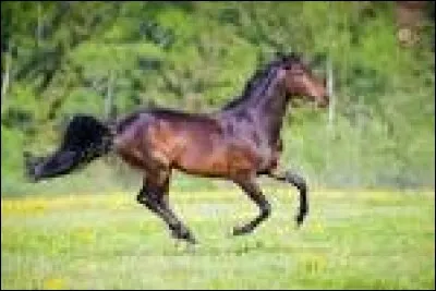 De combien de temps est compos&eacute; le galop ?