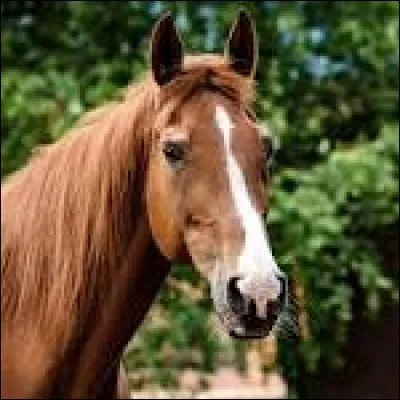 Le mieux est de graisser les pieds de son poney...