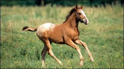 Quel est l'âge minimum pour débourrer un poulain ?
