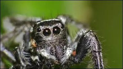 Quel est le nom de la plus grande araignée du monde ?