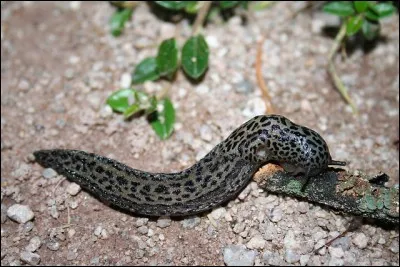 Est-ce r&eacute;el ?