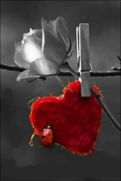 Que préconisait Souchon dans sa chanson "Passez notre amour à la machine...." ?