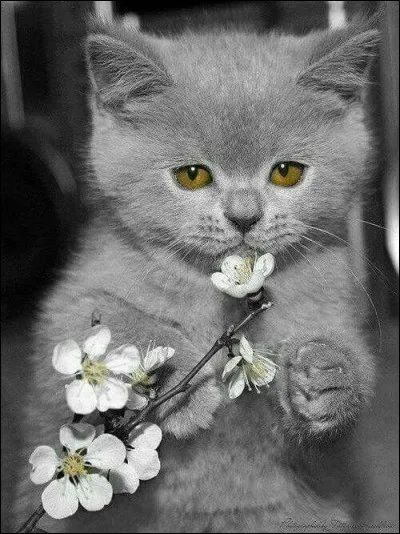 La photo est uniquement décorative. Qu'est-ce qu'un chat haret ?