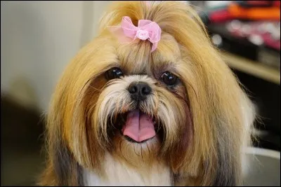 Quelle est cette race ? 🐕