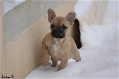 Quelle est la race de ce chien ? 🐕