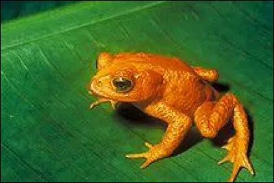 La grenouille en est un.