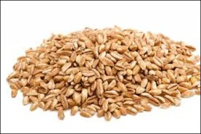 On l'appelle aussi "bl&eacute; des Gaulois". Il s'agit de ...